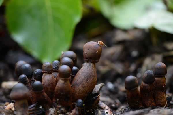 Leucoagaricus americanus - Gebundelde champignonparasol