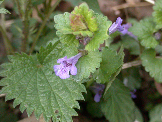 Glechoma hederacea - Hondsdraf