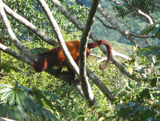 Alouatta macconnelli - Guyanabrulaap