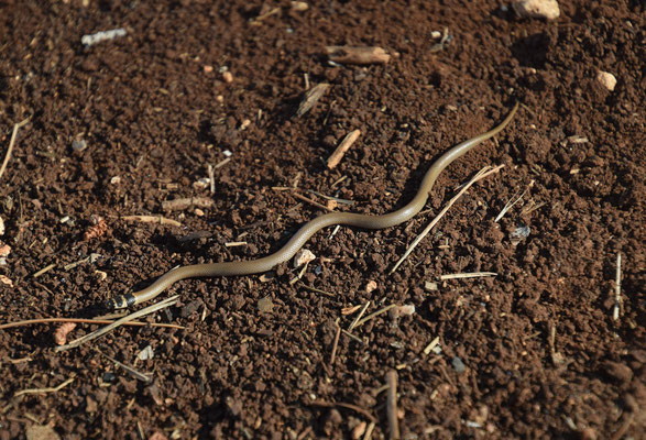 Roth's Dwarf Racer (Eirenis rothi)