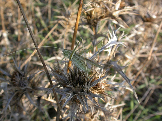 Tylopsis liliifolia