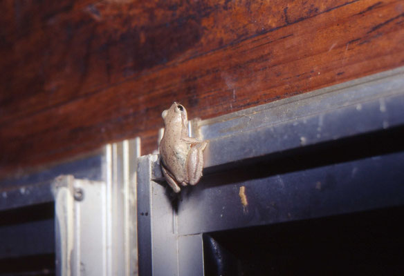 Litoria lesueuri