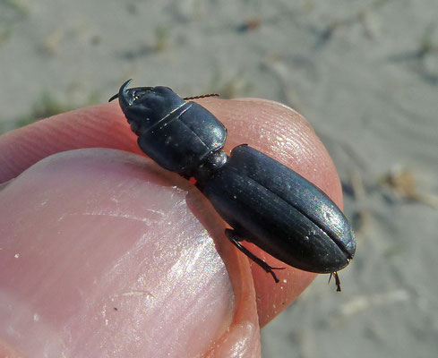 Scarites laevigatus