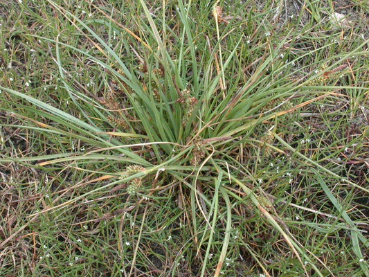 Carex extensa - Kwelderzegge