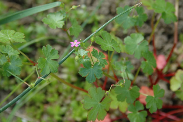 Geranium lucidum - Glanzige ooievaarsbek