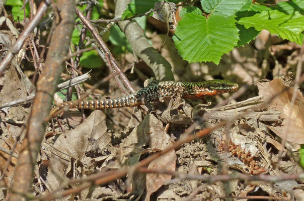 Podarcis muralis (Muurhagedis)
