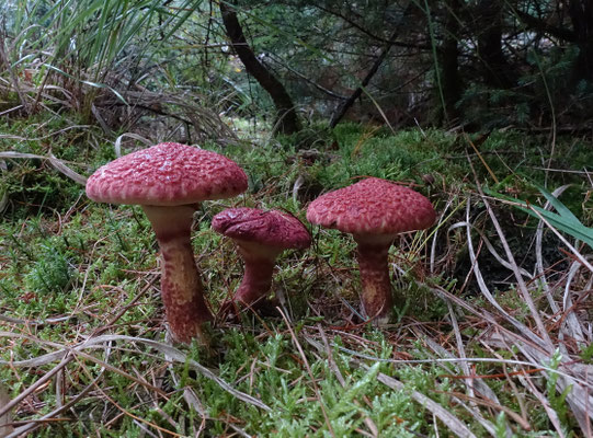 Suillus pictus - Roodschubbige ringboleet