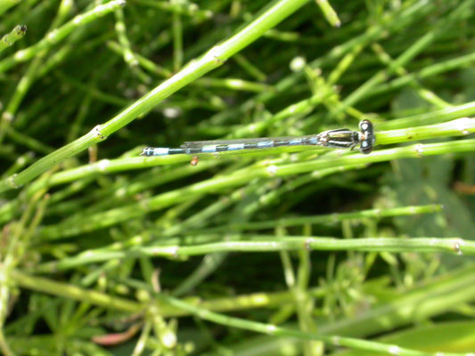 mercuurwaterjuffer (Coenagrion mercurale)