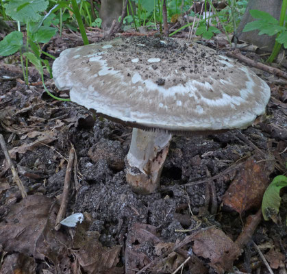 Agaricus subperonatus - Gordelchampignon