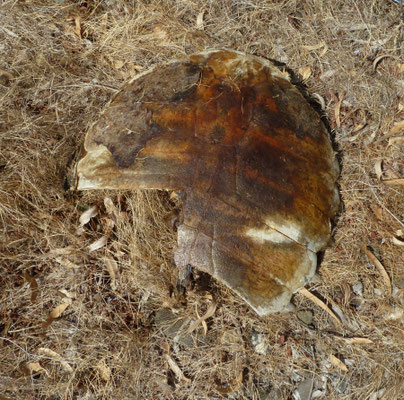 Caretta caretta