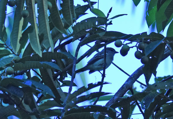 White-winged Becard, female