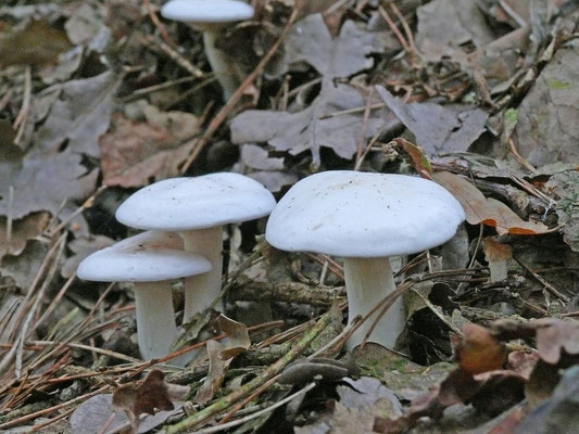 Tricholoma columbetta - Witte duifridderzwam