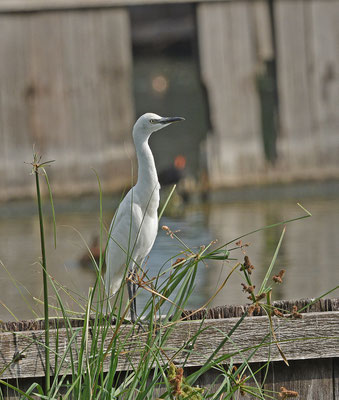 Little Blue Heron (witte vorm)