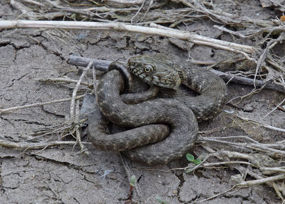 Dobbelsteenslang (Natrix tesselata)