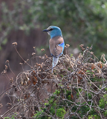 Coracias abyssiniica - Abyssinian Roller