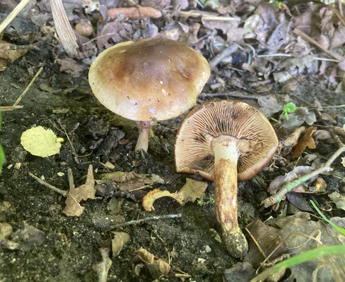 Tricholoma fulvum - Berkenridderzwam