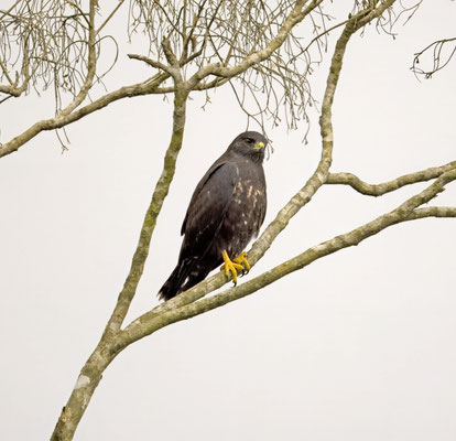 Short-tailed Hawk