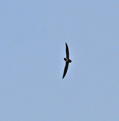 Apus affinis - Little Swift