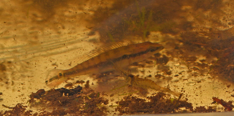 Crenicichla saxatilis