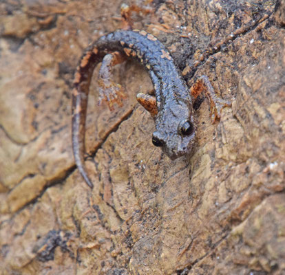 Speleomantes ambrosii