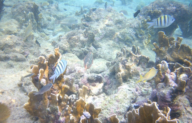 Abudefduf saxatilis