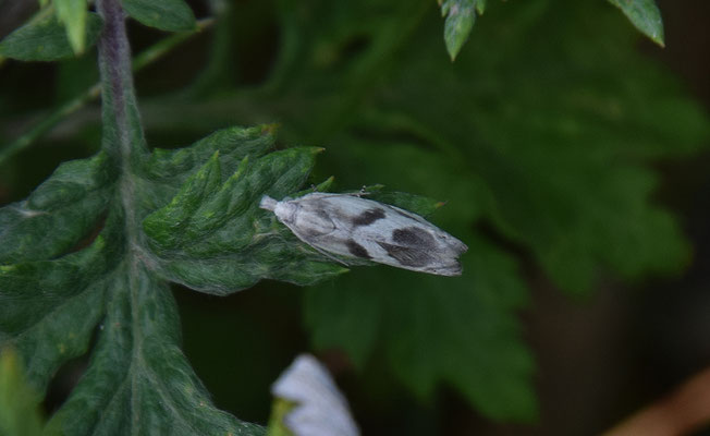 Eucosma metzneriana - Zalmkleurig knoopvlekje