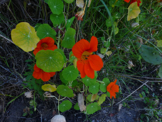 Tropaeolum majus - Oost-Indische kers