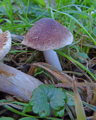 Inocybe pusio - Paarssteelspleetvezelkop