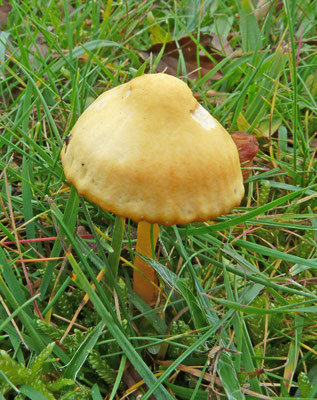 Hygrocybe acutoconica - Puntmutswasplaat