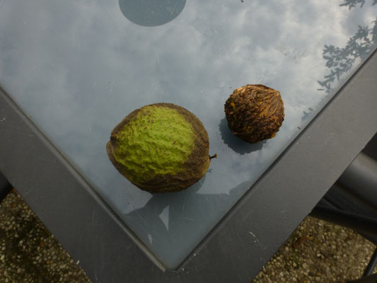 Juglans nigra - Zwarte walnoot