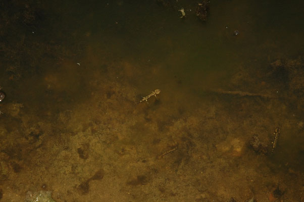 vuursalamander (Salamandra salamandra)