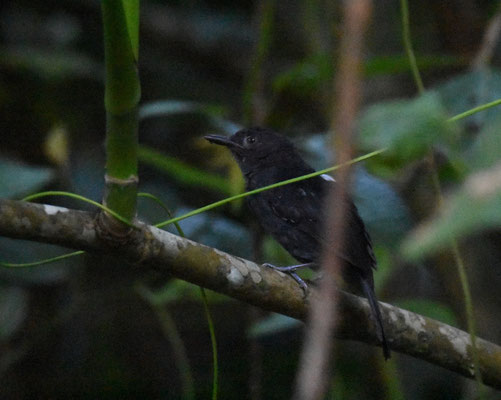 Blackisch Antbird