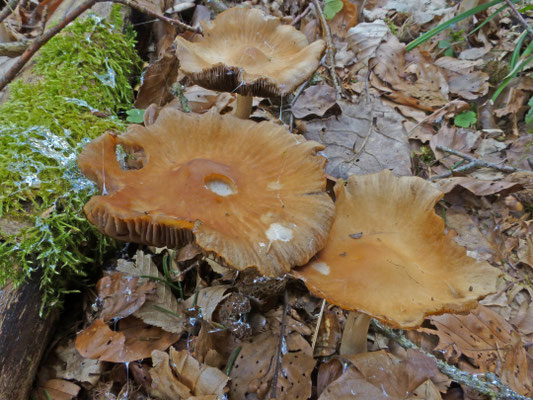 Agrocybe species