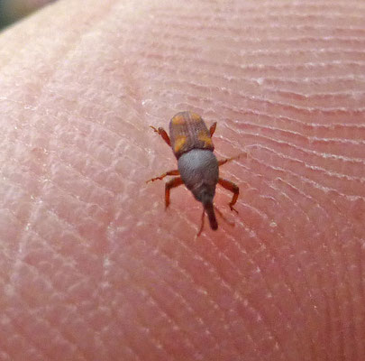 Sitophylus oryzae- Rijstklander
