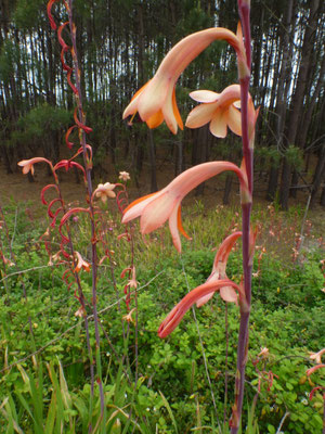 Crocosmia x crocosmiflora