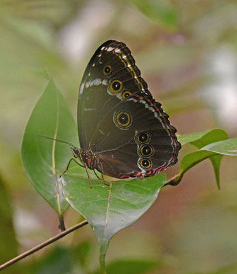 Morpho helenor helenor