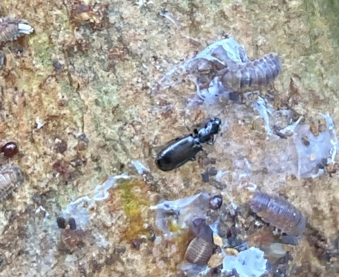 Microlestes minutulus - Kleine dwergloper