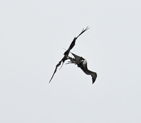 Amerikaanse Fregatvogel