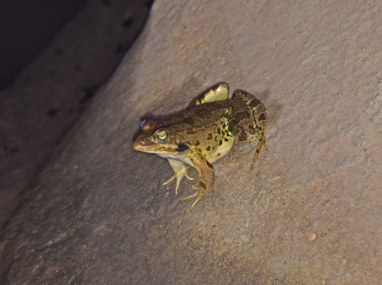 Levant Water Frog (Pelophylax bedriagae)  