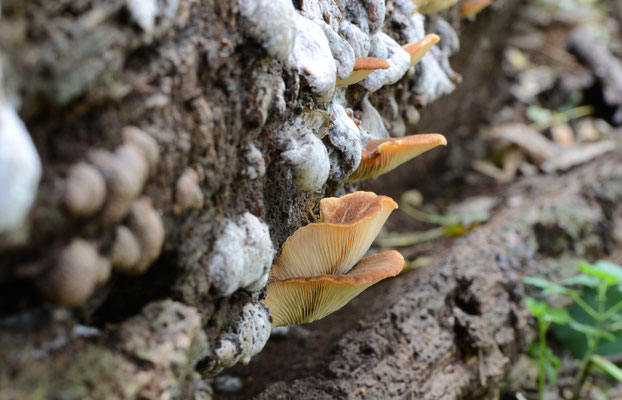 Crepidotus crocophyllus - Harig saffraanoorzwammetje