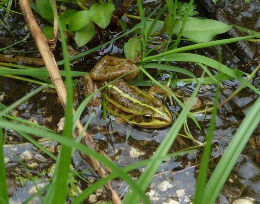 Pelophylax shqipericus
