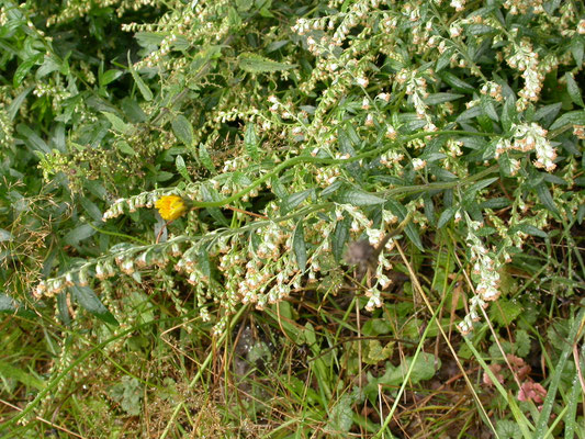 Artemisia vulgaris - Bijvoet