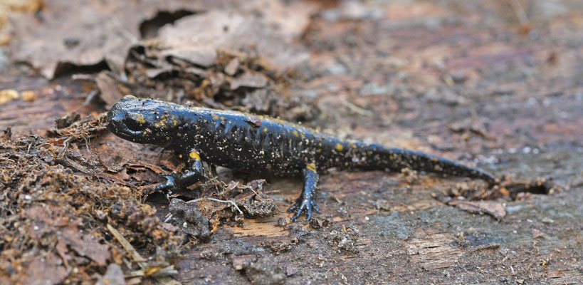 Vuursalamander