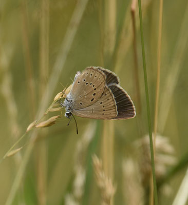 Pimpernelblauwtje