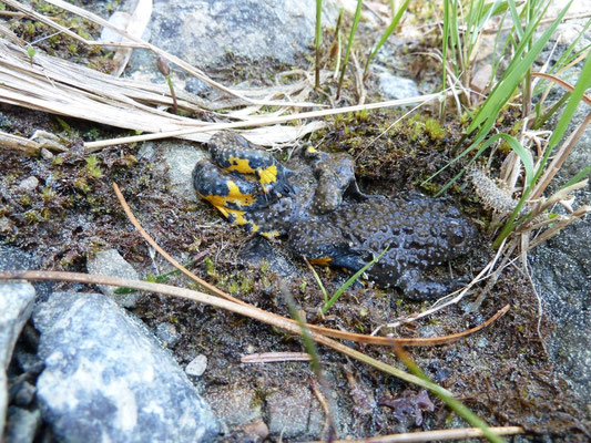 Bombina variegata