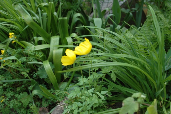 Meconopsis cambrica - Schijnpapaver