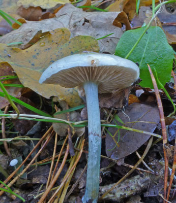 Stropharia caerulea - Valse kopergroenzwam