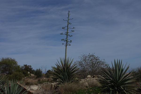Agave fourcroydes - Agave fourcroydes