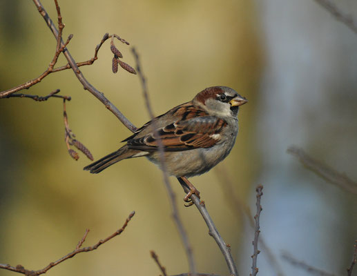 Huismus