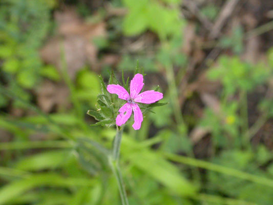 Dianthus aremeria - Ruige anjer